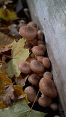 poisonous tree fungus 