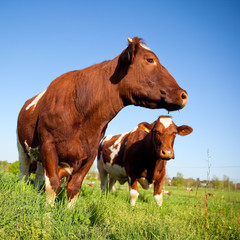 Fototapeta na wymiar Vaches au pré en France