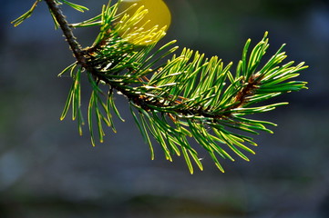 pine tree branch with cones