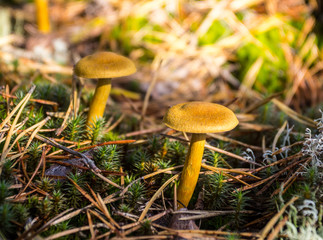 mushroom in forest