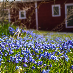 blue flowers in the garden