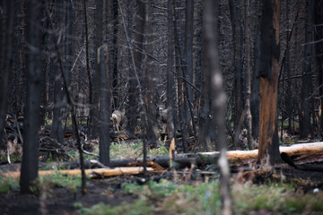 Deer in forest after wildfire