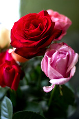 Roses in a bouquet. Red full rose and pink in bud.