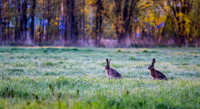 rabbits on a meadow
