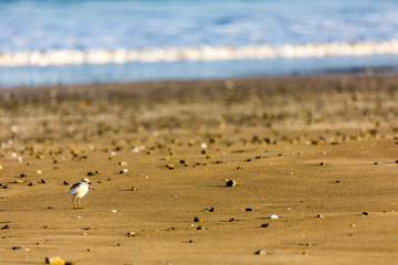 junger Maoriregenpfeifer (Dotterel) Coromandel, Neuseeland