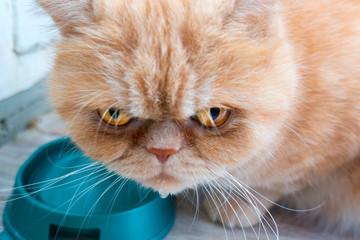 Sad red cat of exotic breed next to a bowl of water, a drop of water on his chin