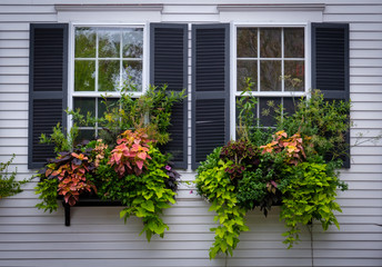 Flowers on Window