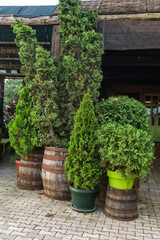 Evergreen thuja and cypress trees in tubs