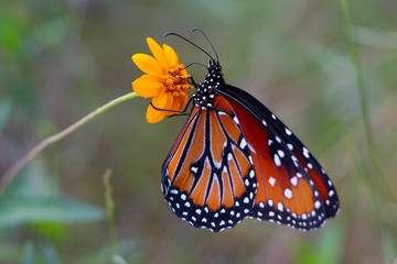 Monarch butterfly on Yellow Wildflower
