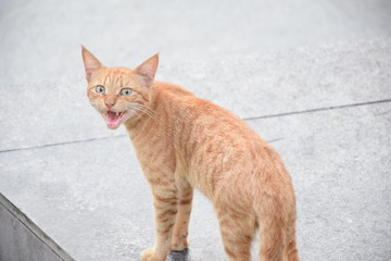 Meowing Orange Tabby in Beirut, Lebanon