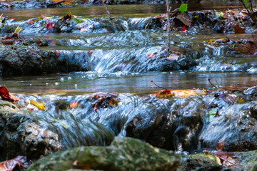 Fototapeta premium Stream with Fall Leaves Austin TX