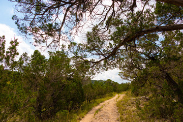 Path through the Woods Austin TX