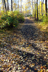 road in autumn leaves