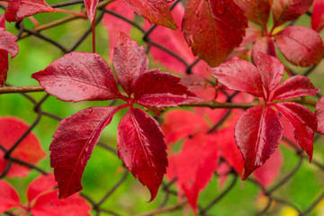 Red leaves and metall grid on the background