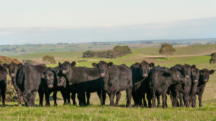 Obraz premium COW AUSTRALIA