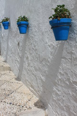 Flowers in blue pots on white wall