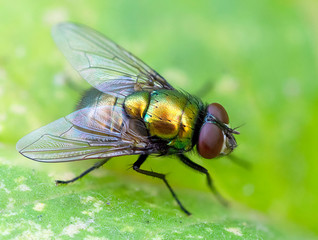 Fly sitting on a leaf. Macro shot.
