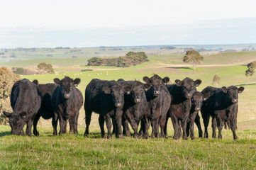 COW AUSTRALIA