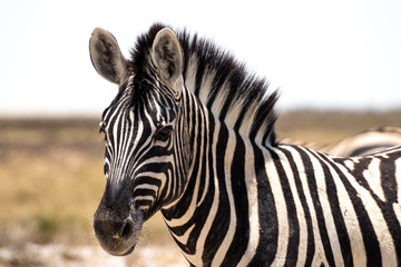 Fototapeta na wymiar Zebra im Etosha Nationalpark Namibia