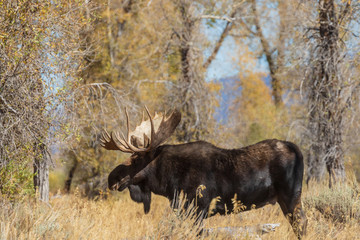 Bull Shiras Moose in Wyoming in the Fall Rut