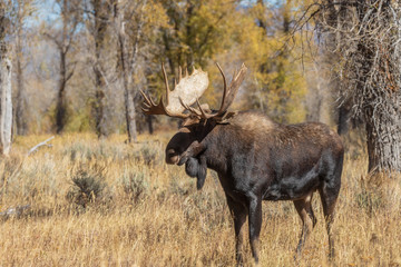 Naklejka na ściany i meble Bull Shiras Moose in Wyoming in the Fall Rut