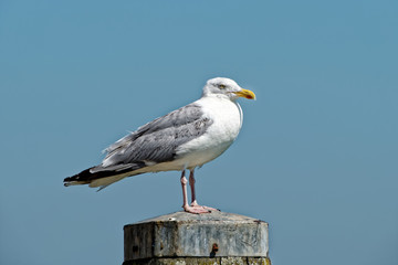 seagull on post