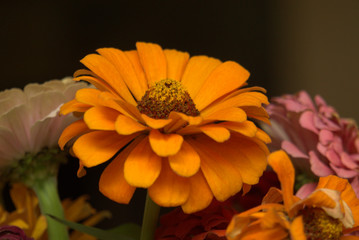 orange flower
