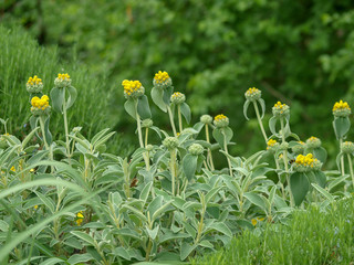 Buisson de fleurs et fruits de sauge de j&eacute;rusalem (Phlomis fruticosa)