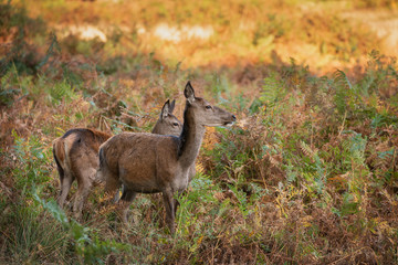 Stunning portrait of red deer hind in colorful Autumn forest landscape