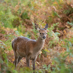 Stunning portrait of red deer hind in colorful Autumn forest landscape