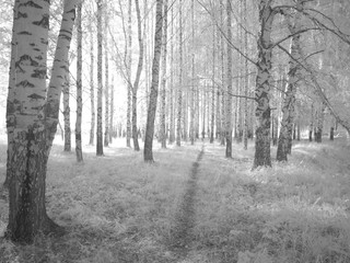 Infra red photo. Another vision. Russia, Ural, Perm Region