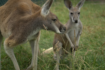 Naklejka na ściany i meble two kangaroos posing in the park