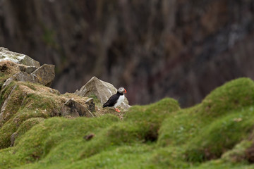 Atlantic puffin, fratercula arctica, Faroe island