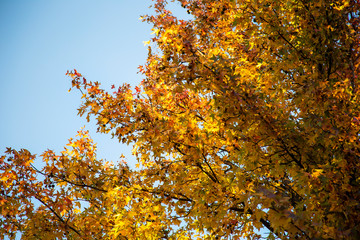 autumn leaves on tree