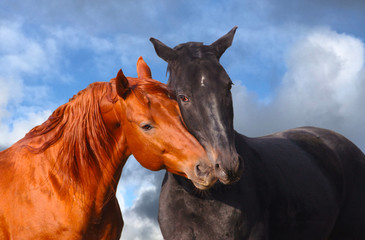 tenderness of two horses