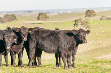 Fototapeta premium COW AUSTRALIA