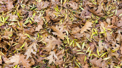 Autumnal fallen leaves making a natural multicoloured carpet on the ground, England.