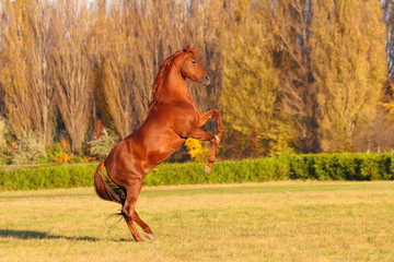 red purebred arabian stallion walks on its hind legs across a meadow in golden autumn