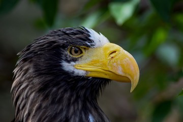 A beautiful detail of the head of the Eagle of the East.