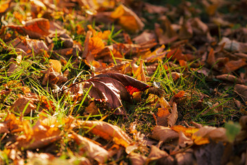 Autumn Dry Leaves with beautiful colors