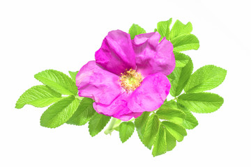 Dog rose flowers with leaves, isolated on white background. Save work path.