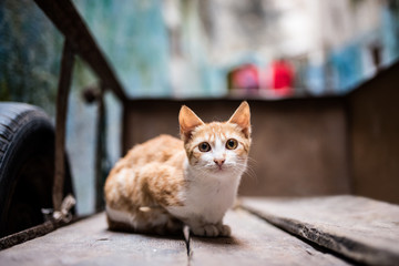 Cat on the street in a wheelbarrow
