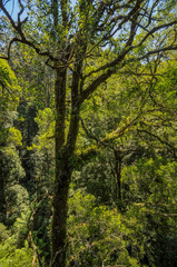  Great Otway National Park. Otway fly tree top walk.