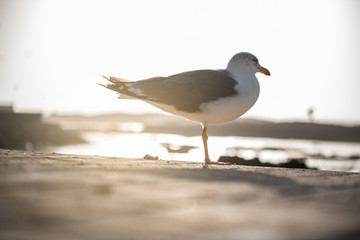 Seagull bird on the ground