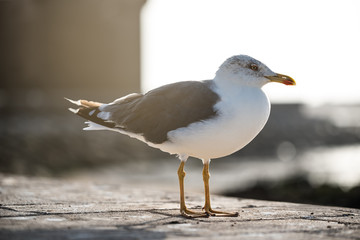 Seagull bird on the ground
