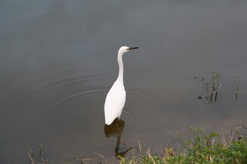 Snowy Egret, bird, white, water, pond, black beak, reflection, Florida
