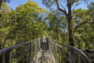  Great Otway National Park. Otway fly tree top walk.