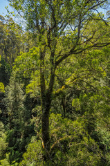 Fototapeta na wymiar Great Otway National Park. Otway fly tree top walk.