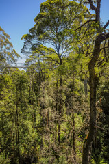 Obraz premium Great Otway National Park. Otway fly tree top walk.