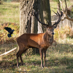 Beautiful portrait of red deer stag Cervus Elaphus in colorful Autumn Fall woodland landscape